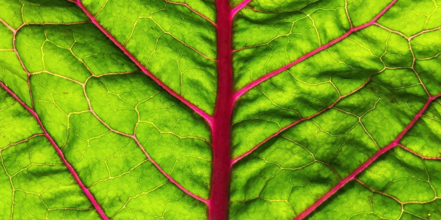 Die Thrombose: Risikofaktoren, Beschwerden, Therapie - Dermapraxis